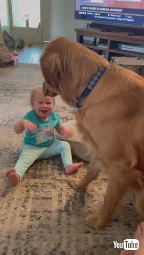 「Cooper the Golden Gently Meets 1-Year-Old Niece || ViralHog」