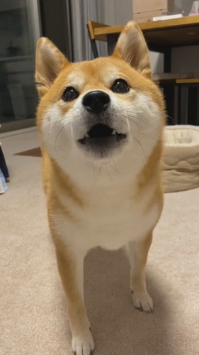 なでるのはNGなひるねちゃん