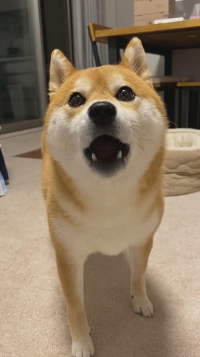 鳴くひるね