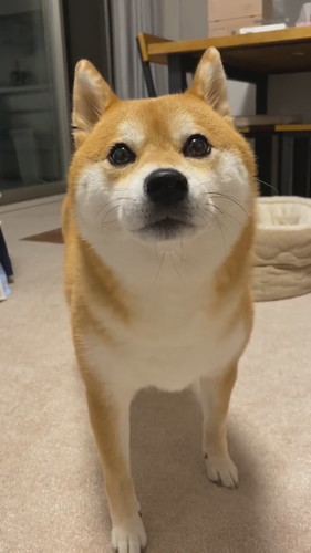 なでるのはNGなひるねちゃん