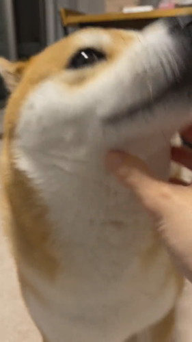 なでようとする飼い主さん