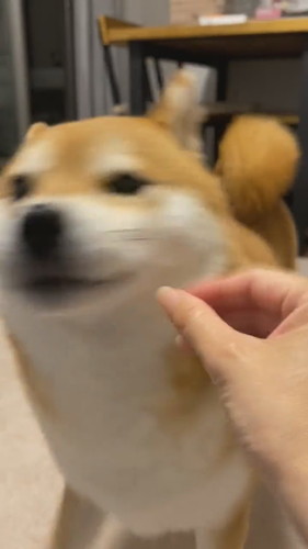 拒絶する犬