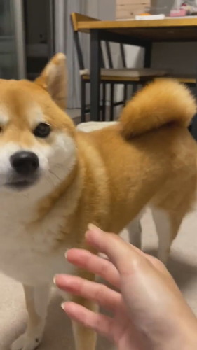 柴犬の表情