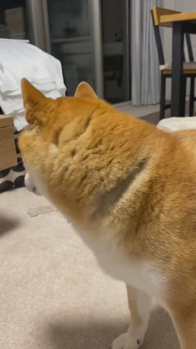 あっち向いた柴犬