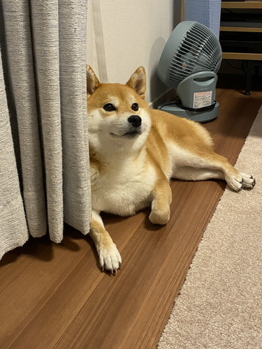 ひるねちゃん