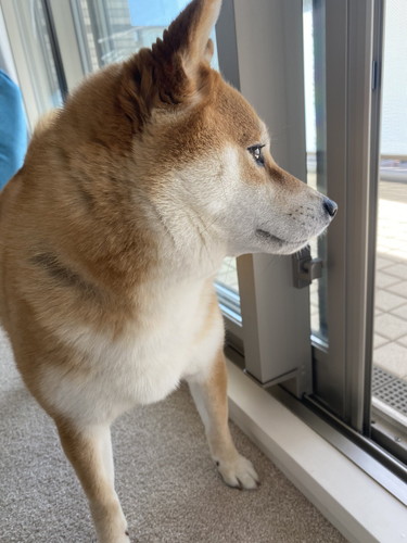 外が気になる柴犬