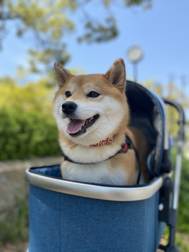 ご機嫌な柴犬の表情