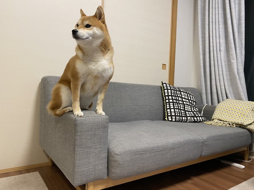 警備する柴犬