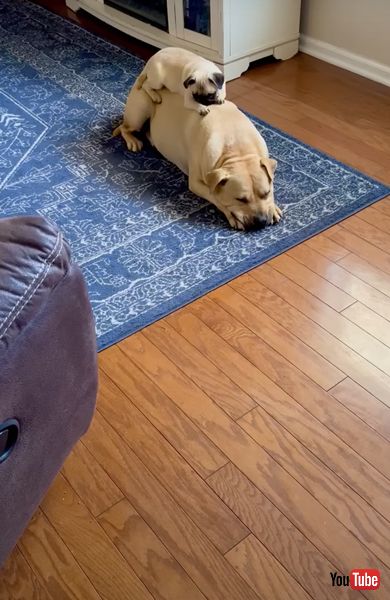 重なってお昼寝するワンコ