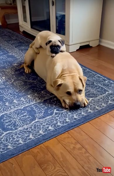 重なってお昼寝するワンコを拡大