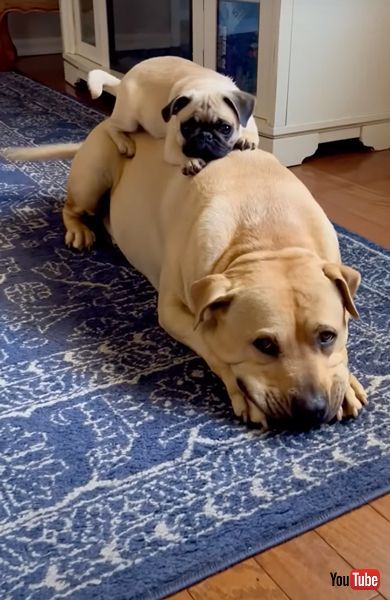 重なってしっぽをふるワンコ