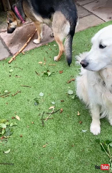 叱られてしょんぼりするワンコ