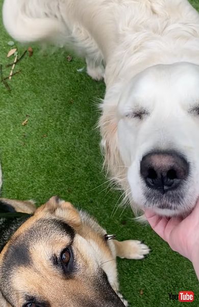 叱られてしょんぼりするワンコ