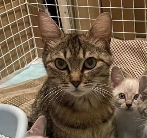 まる子さんトリミング