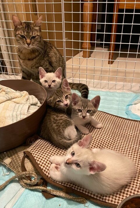 まる子さんにくっつく3匹と1匹の子猫