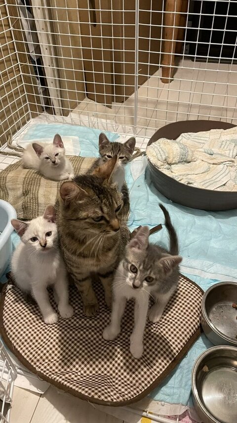 まる子さんにくっつく2匹と後ろの2匹