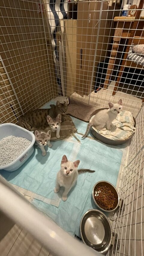 くつろぐまる子さんとこっちを見る子猫たち