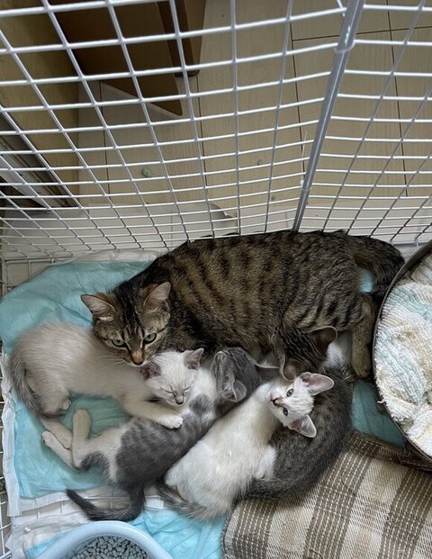 寝てるまる子ファミリー