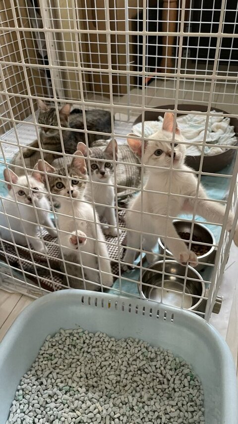 柵につかまってこっち見てる