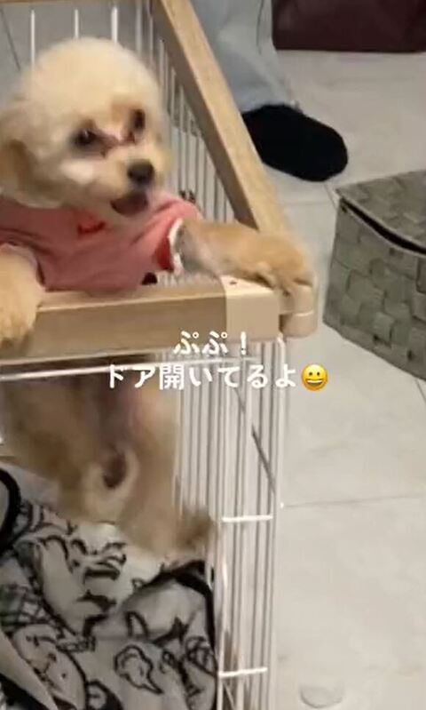 両前足でつかまってジャンプ