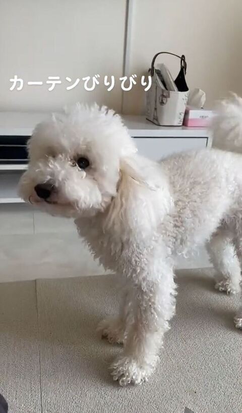 こっち見てるトイプードル