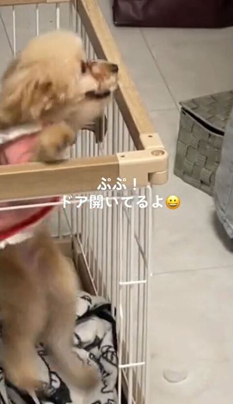 飼い主さん見てる
