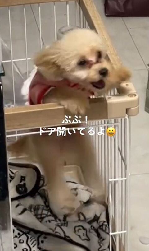 右前足だけつかまってジャンプ