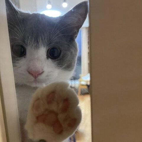 肉球見せてる