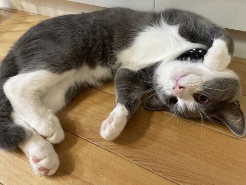 ひっくり返ってる