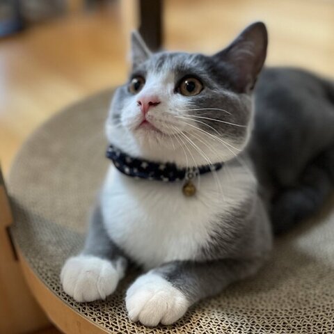 わくわくした顔で見上げてる