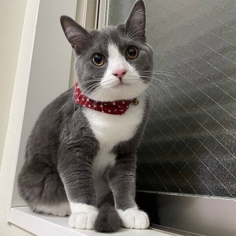 赤いバンダナ猫ちゃん座ってる