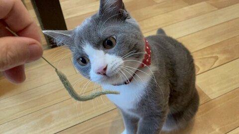 チモシー見てる