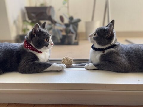 向かい合ってる