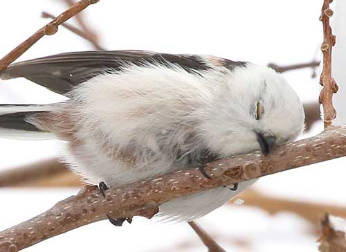 シマエナガの寝顔アップ