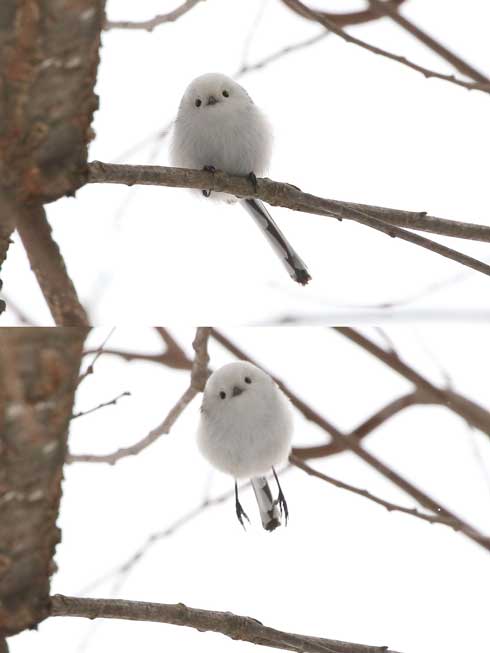 ジャンプするシマエナガ