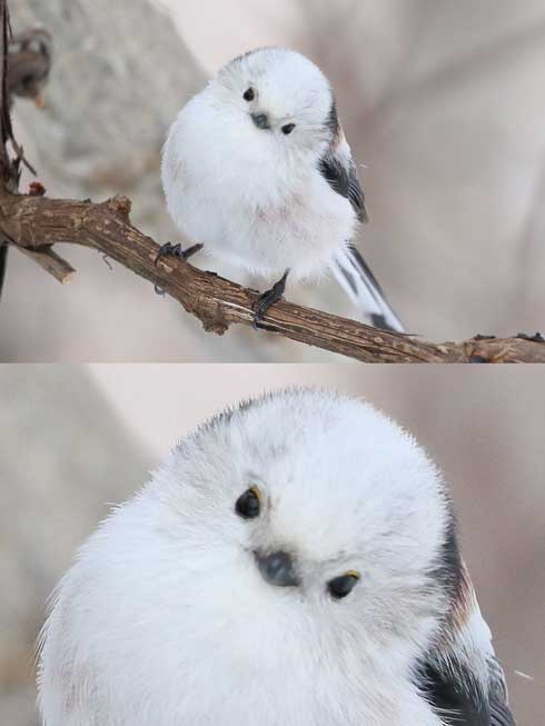 妖精のようなシマエナガ