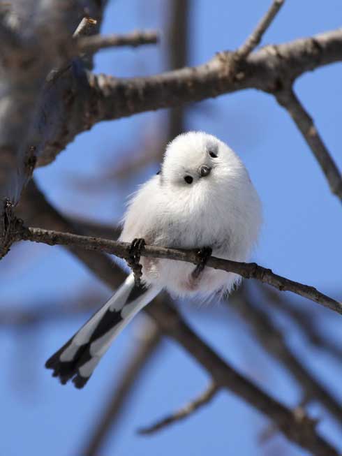 首をかしげるシマエナガ