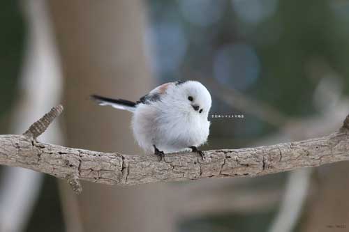 ひたすらかわいいシマエナガ