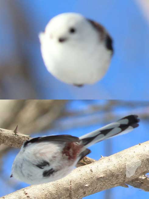 下からとったシマエナガ