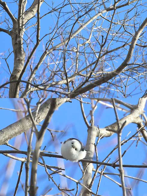 シマエナガの寝顔