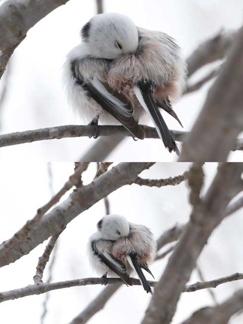 目を閉じるシマエナガ