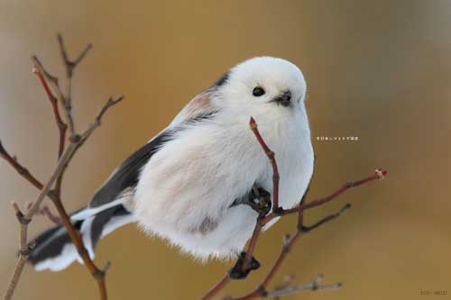 凛々しい表情のシマエナガ