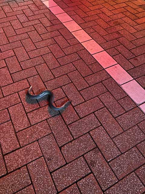 リアリティのない 台詞 うなぎ 逃げた 路上 飲食店