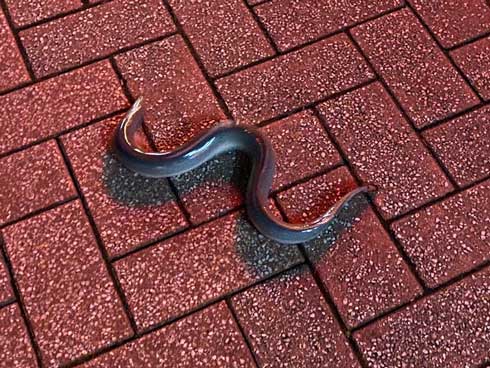 リアリティのない 台詞 うなぎ 逃げた 路上 飲食店