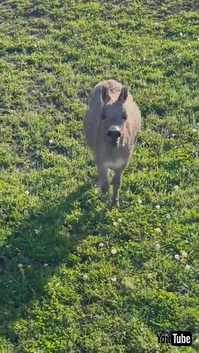 飼い主に抗議するロバ