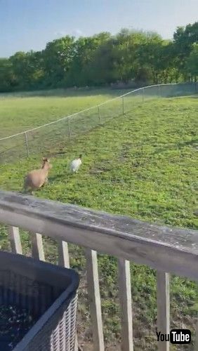 ロバから逃げるヤギ