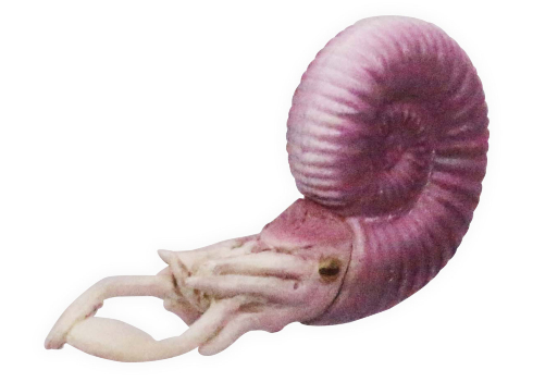 大むかしの海　古代海洋記