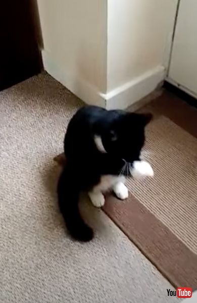 お祈りをささげる猫