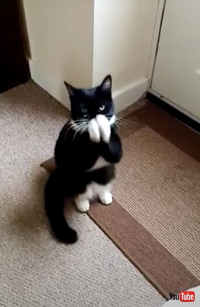 カメラ目線の猫