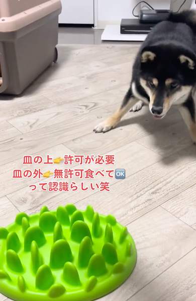 ゴハンがうれしい柴犬